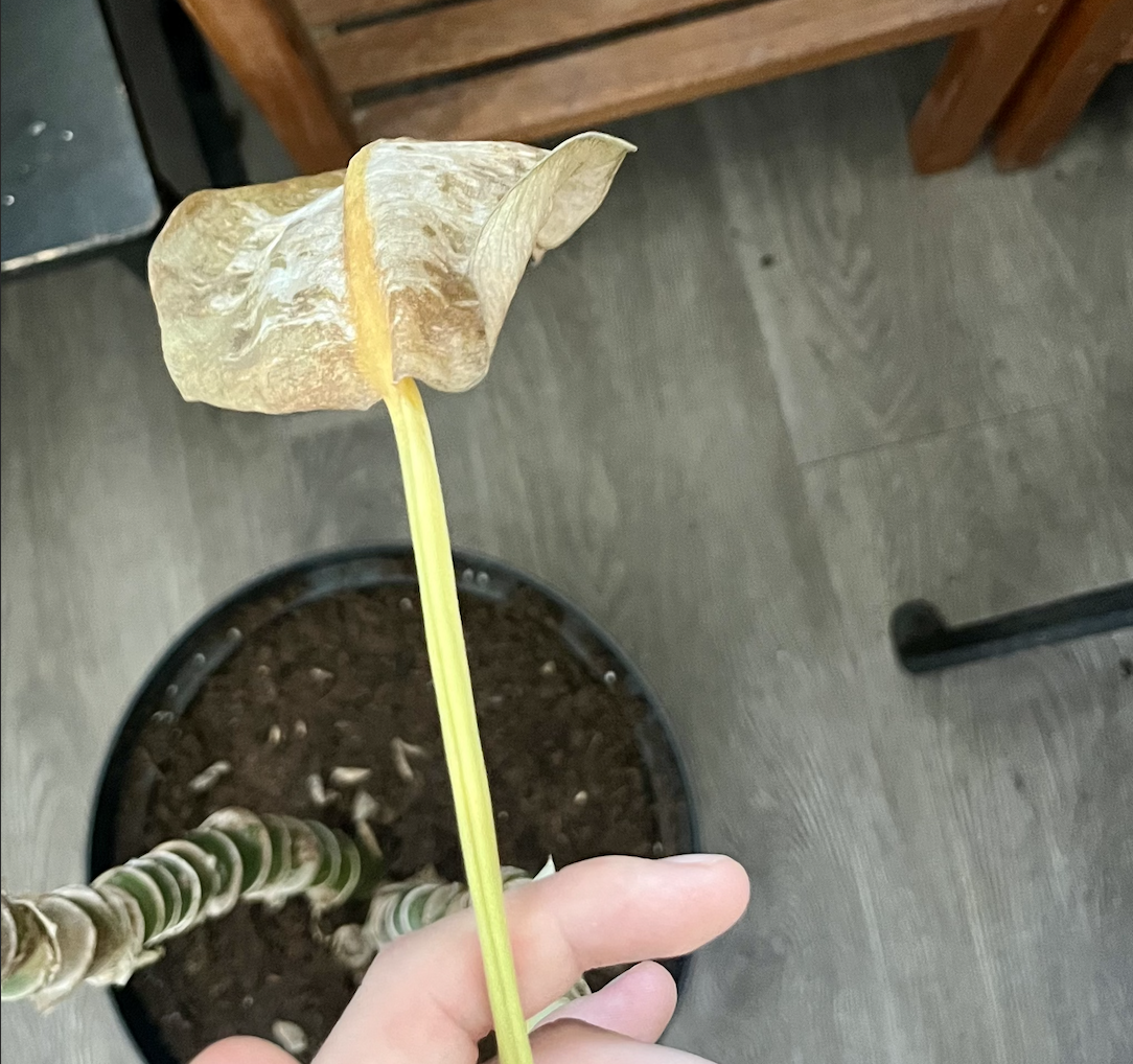 Difenbachie přirozené žloutnutí listů